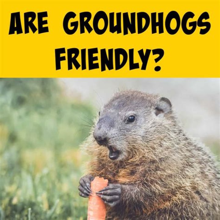 Are groundhogs friendly? Celebrity.fm #1 Official Stars, Business & People Network, Wiki, Su