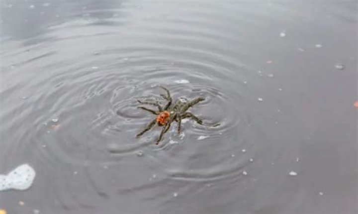 Can Tarantulas Walk On Water
